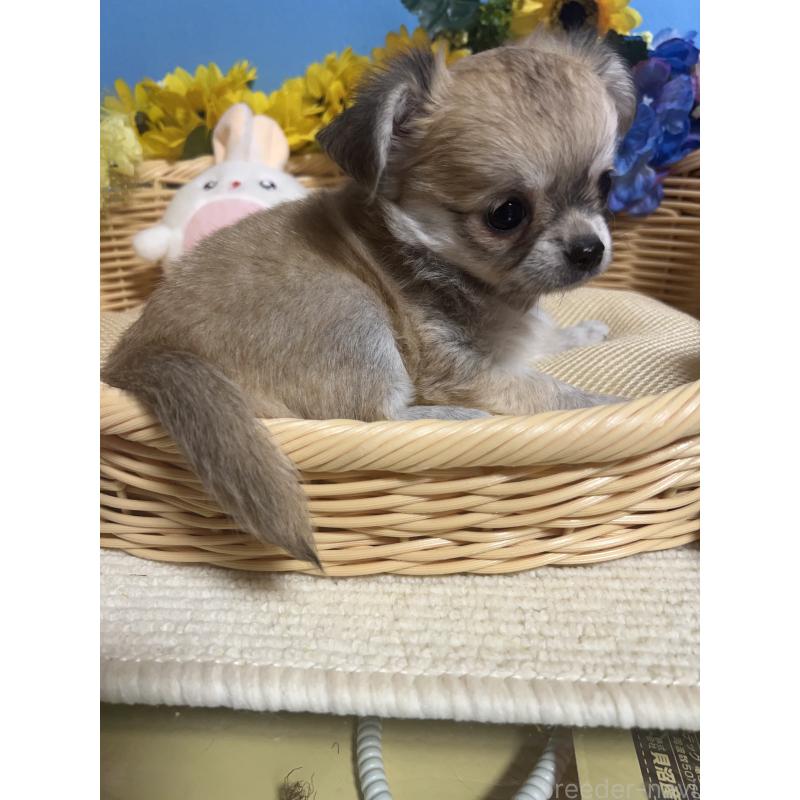 成約済の福岡県のチワワ(ロングコート)-404546の11枚目