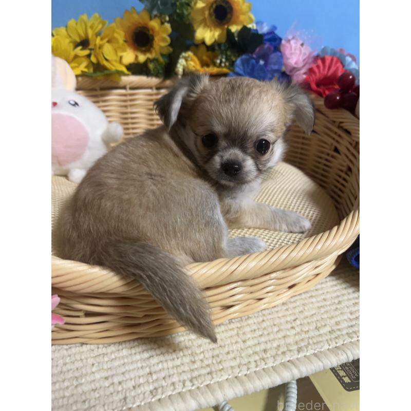 成約済の福岡県のチワワ(ロングコート)-404546の10枚目