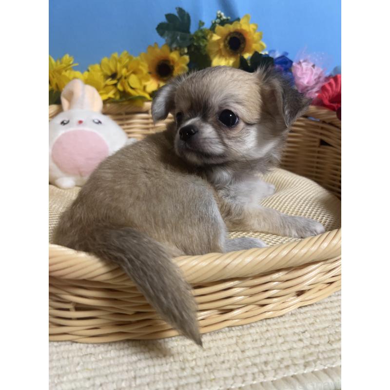 成約済の福岡県のチワワ(ロングコート)-404546の9枚目