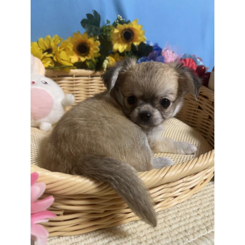 成約済の福岡県のチワワ(ロングコート)-404546の8枚目