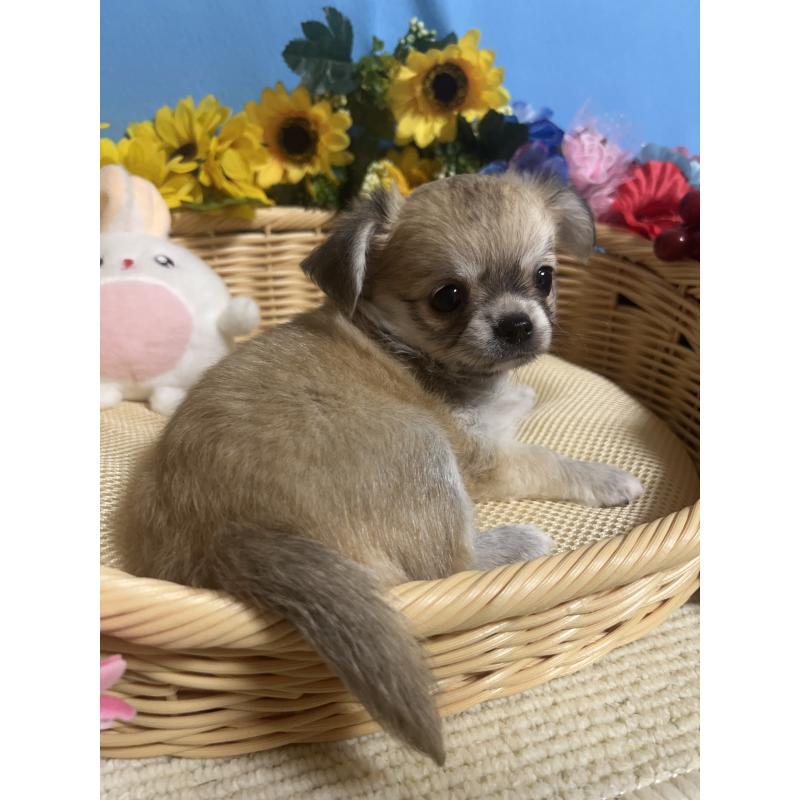 成約済の福岡県のチワワ(ロングコート)-404546の7枚目