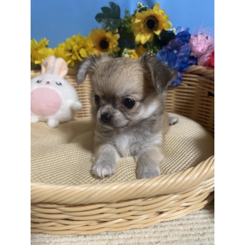 成約済の福岡県のチワワ(ロングコート)-404546の6枚目