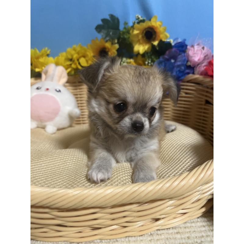 成約済の福岡県のチワワ(ロングコート)-404546の5枚目