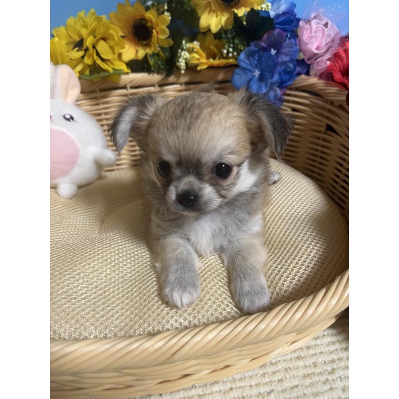 成約済の福岡県のチワワ(ロングコート)-404546の3枚目