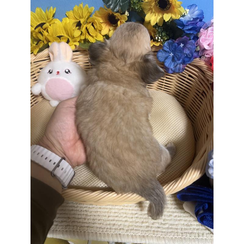 成約済の福岡県のチワワ(ロングコート)-404546の2枚目