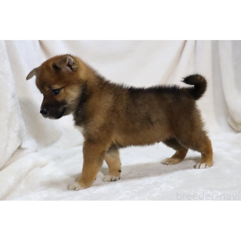 販売中の滋賀県の柴犬-406137の15枚目