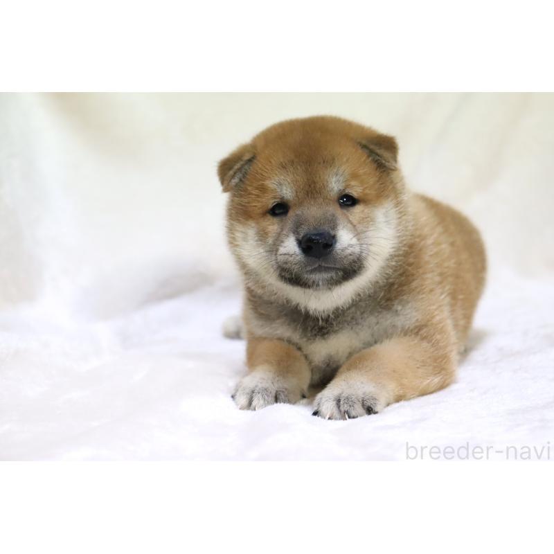 販売中の滋賀県の柴犬-406141の15枚目