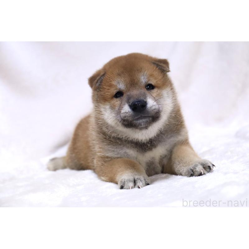 販売中の滋賀県の柴犬-406141の14枚目