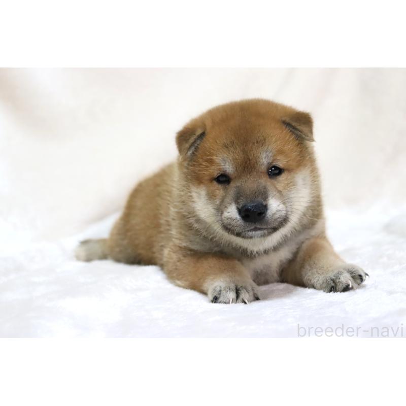 販売中の滋賀県の柴犬-406141の13枚目