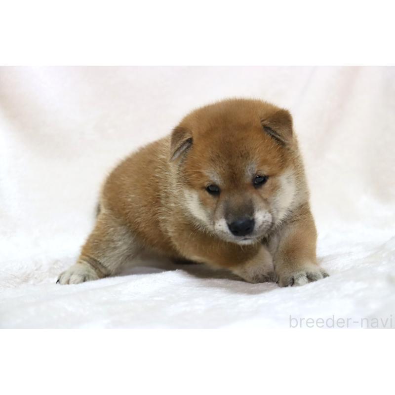 販売中の滋賀県の柴犬-406141の12枚目