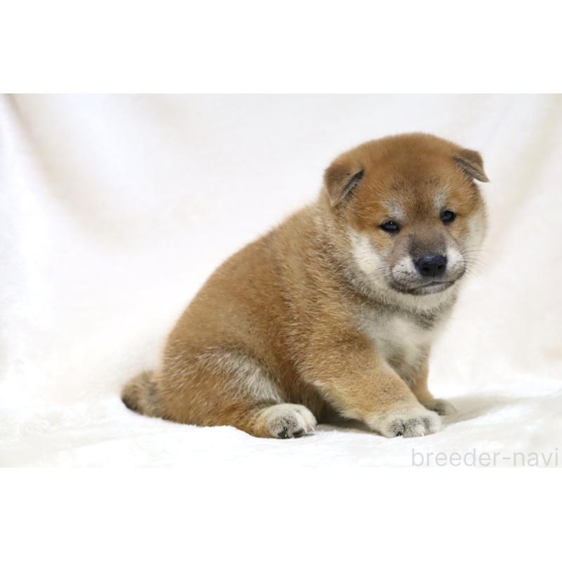 販売中の滋賀県の柴犬-406141の11枚目