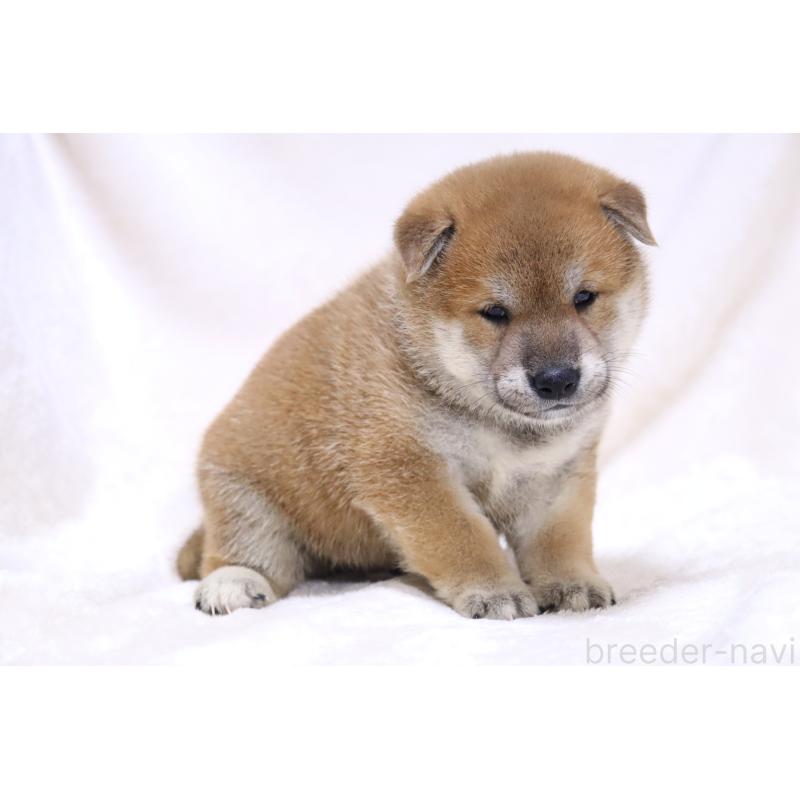 販売中の滋賀県の柴犬-406141の10枚目