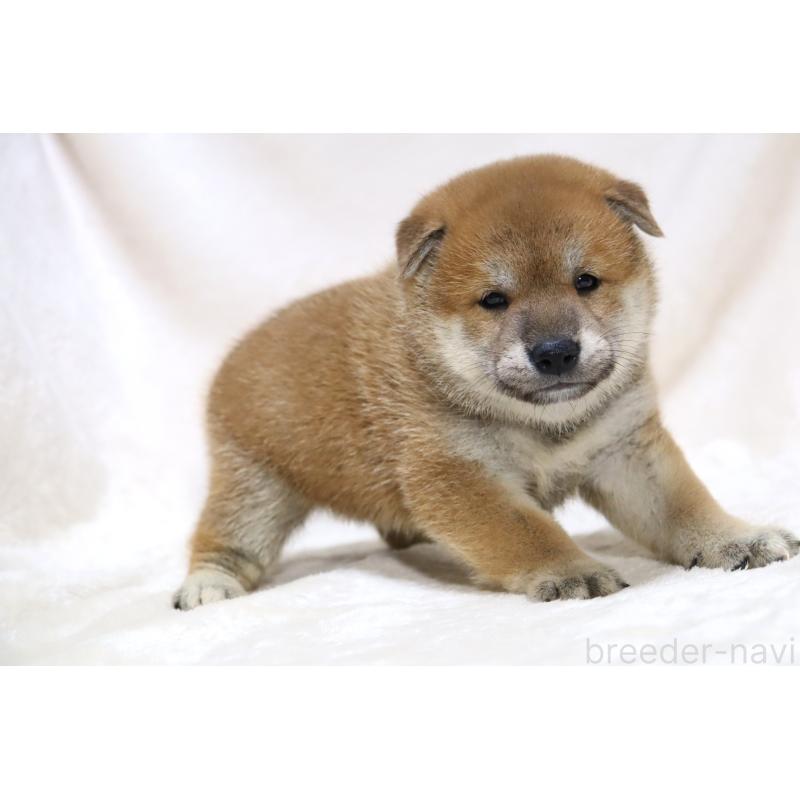 販売中の滋賀県の柴犬-406141の9枚目