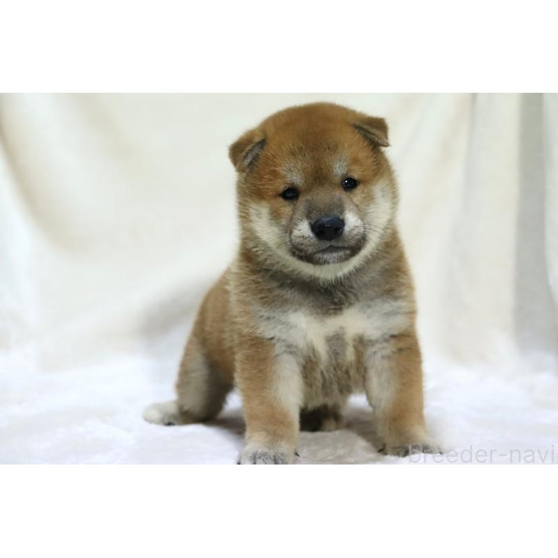販売中の滋賀県の柴犬-406141の8枚目