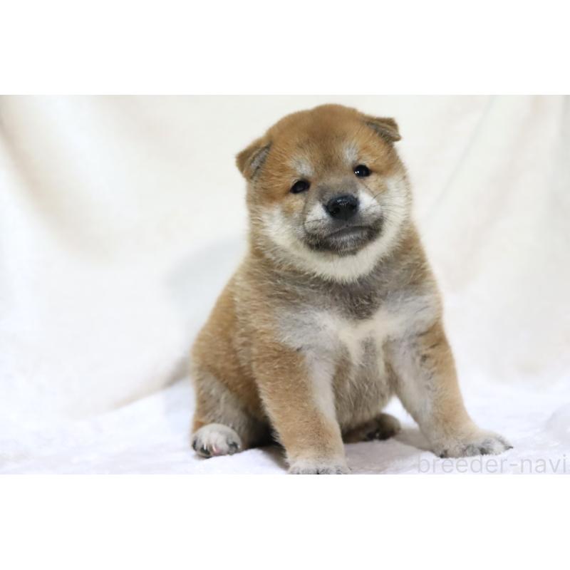 販売中の滋賀県の柴犬-406141の7枚目