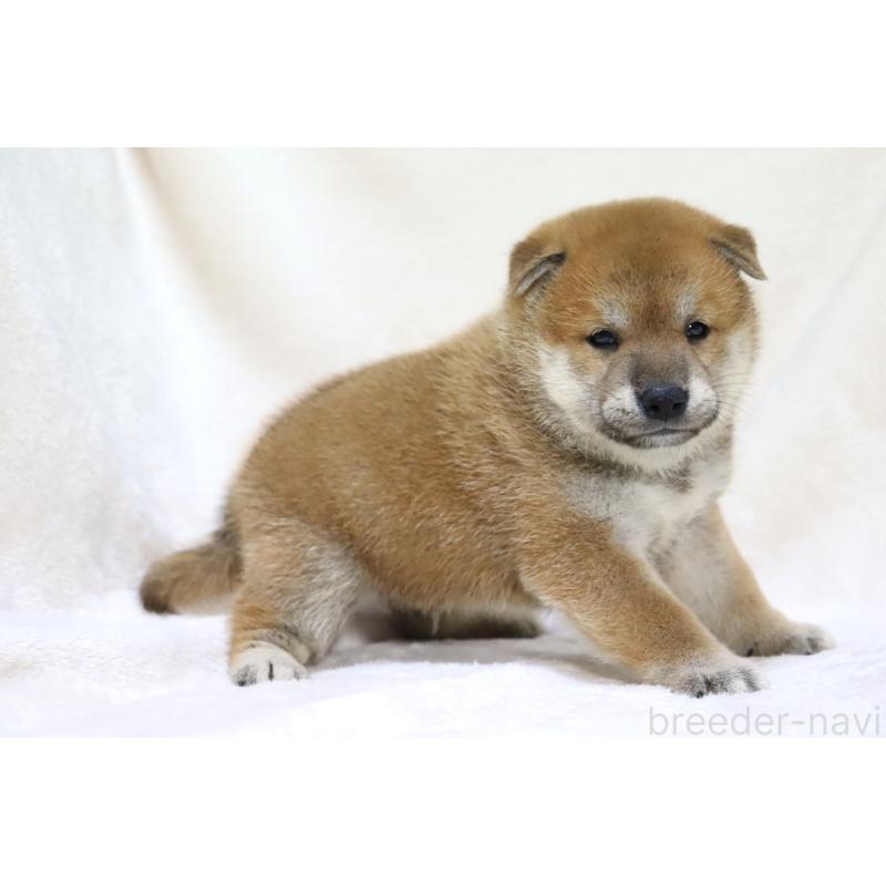 販売中の滋賀県の柴犬-406141の6枚目