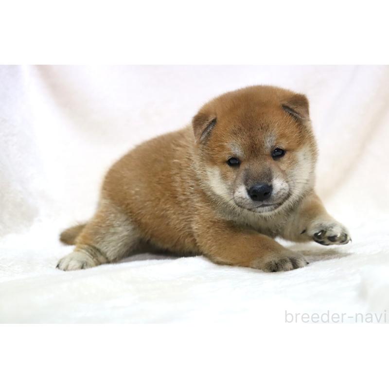 販売中の滋賀県の柴犬-406141の5枚目