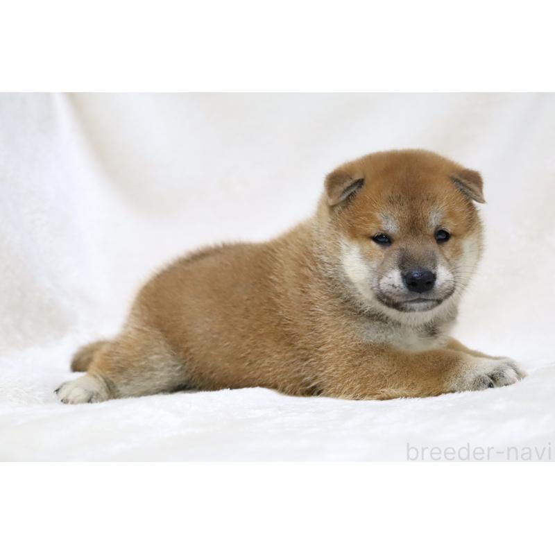 販売中の滋賀県の柴犬-406141の4枚目