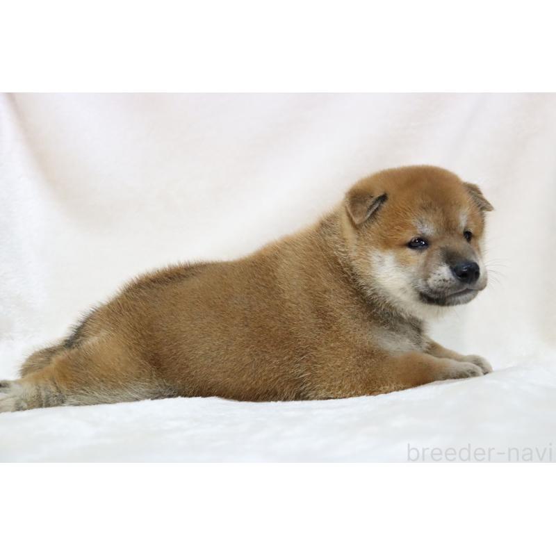 販売中の滋賀県の柴犬-406141の3枚目
