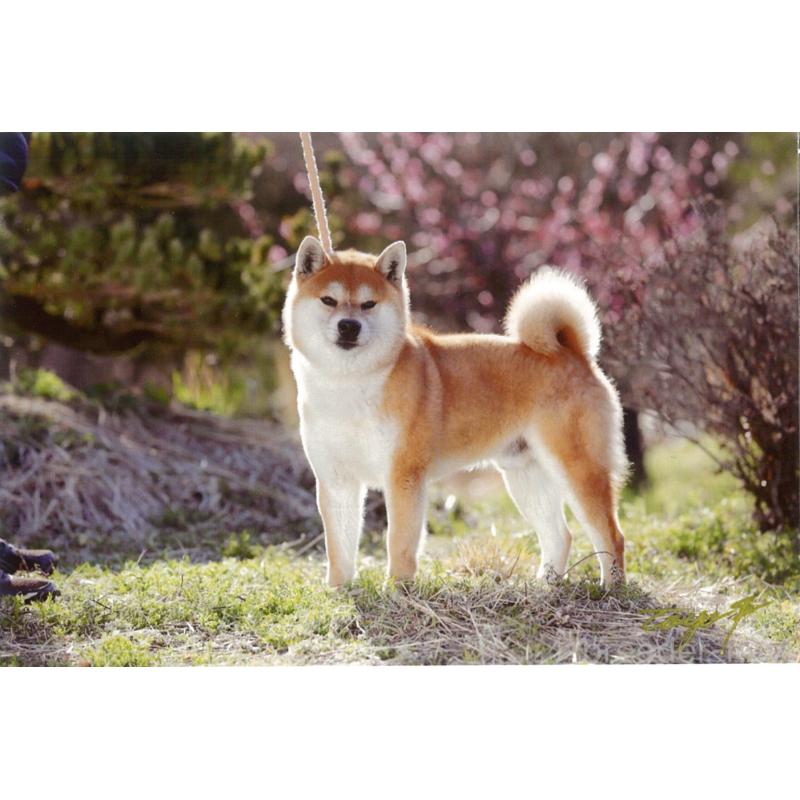 販売中の滋賀県の柴犬-406141の2枚目