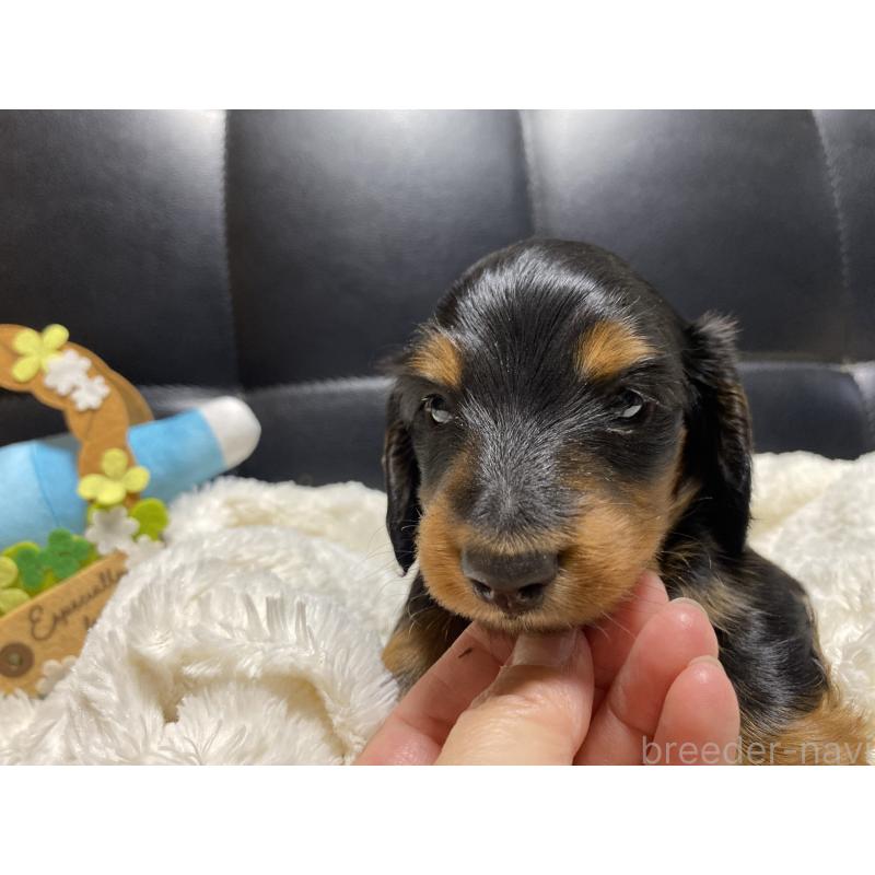 成約済の岐阜県のミニチュアダックスフンド(ロングヘアード)-404492の16枚目