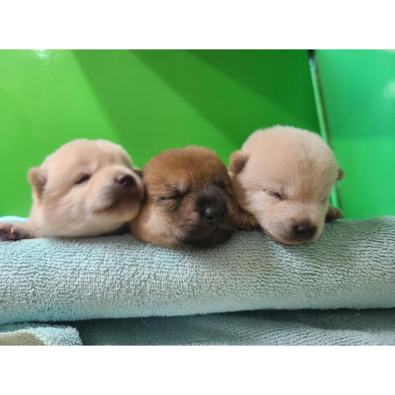販売中の神奈川県の豆柴-406180の6枚目