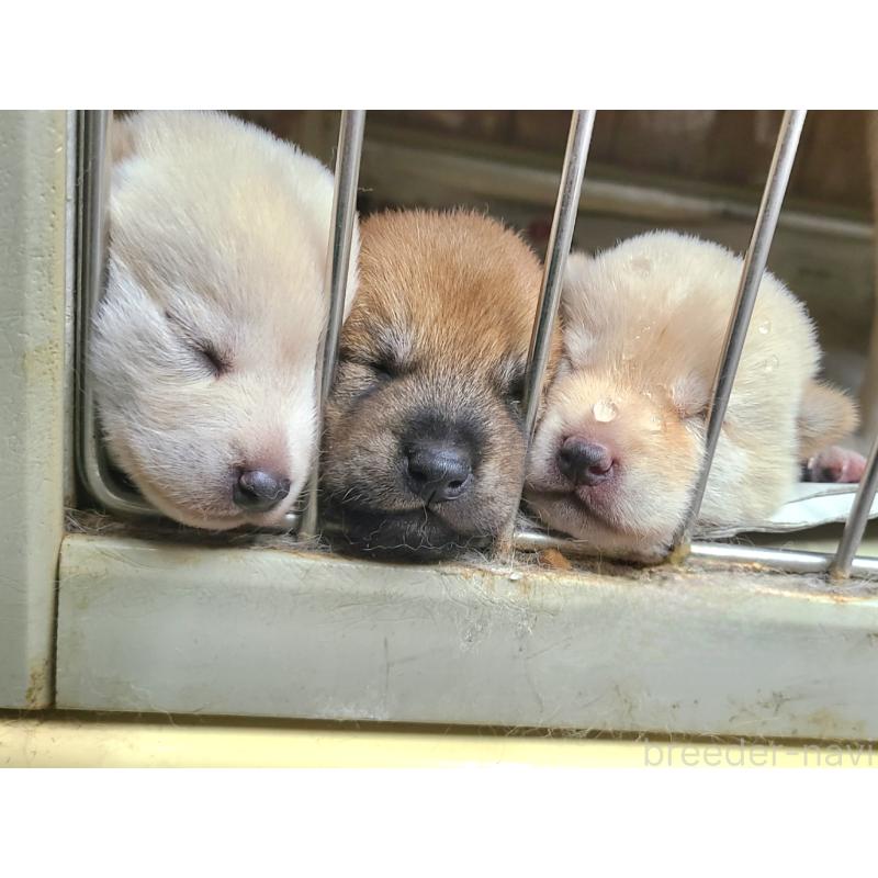 販売中の神奈川県の豆柴-406180の5枚目