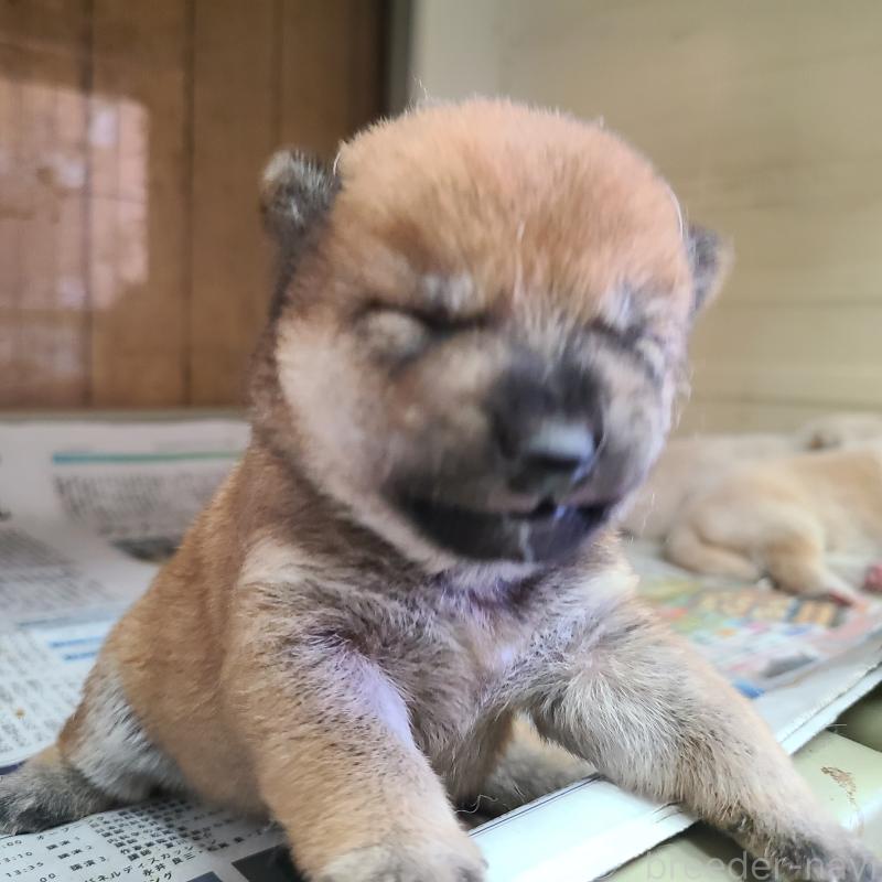 販売中の神奈川県の豆柴-406180の4枚目