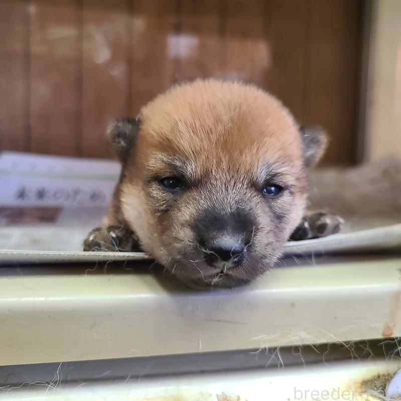 販売中の神奈川県の豆柴-406180の3枚目
