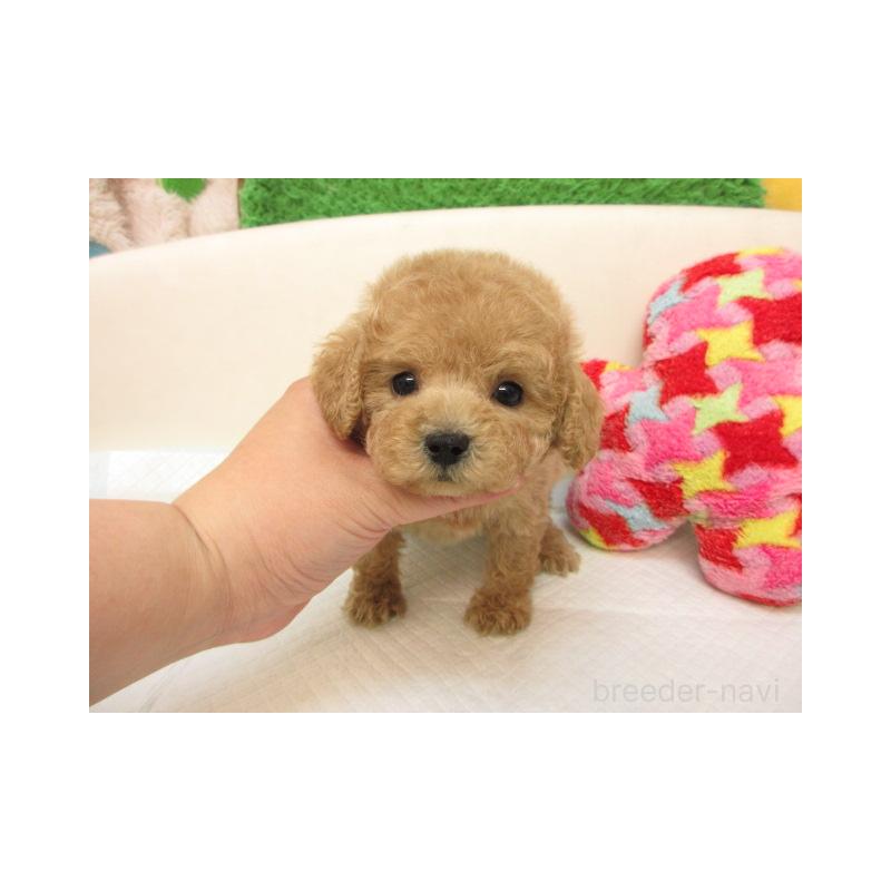 販売中の大阪府のトイプードル-406183