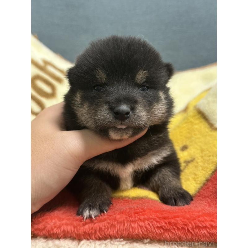 販売中の岡山県の豆柴-406193の6枚目