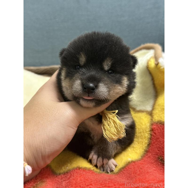 販売中の岡山県の豆柴-406195の1枚目