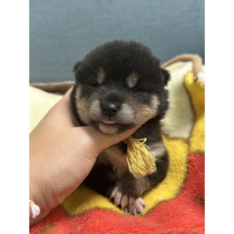 販売中の岡山県の豆柴-406195の10枚目