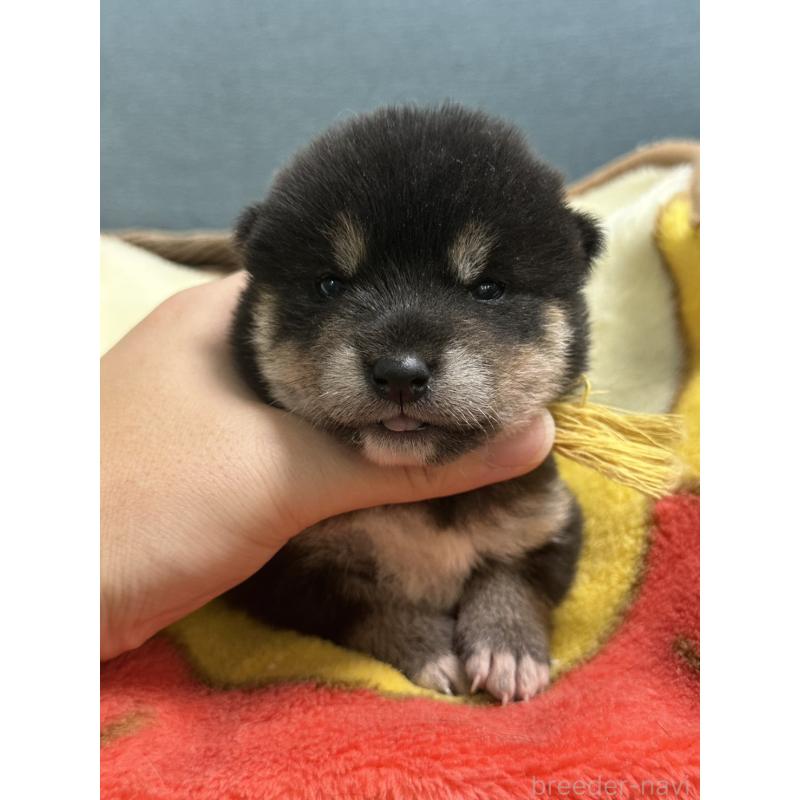 販売中の岡山県の豆柴-406195の3枚目
