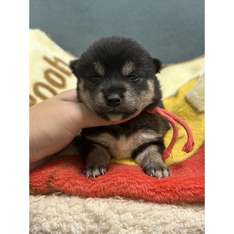 販売中の岡山県の豆柴-406196の7枚目