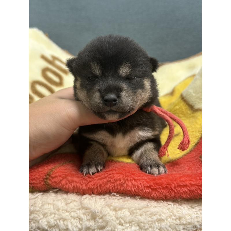 販売中の岡山県の豆柴-406196の6枚目