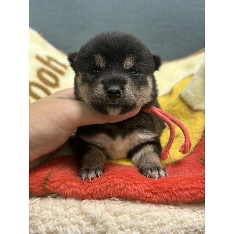 販売中の岡山県の豆柴-406196の3枚目