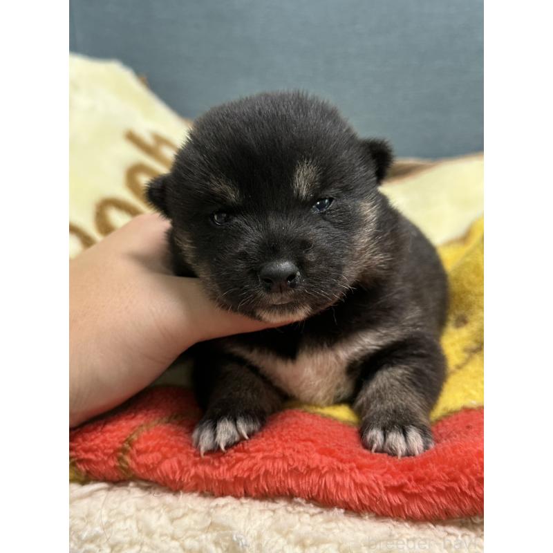 販売中の岡山県の豆柴-406197