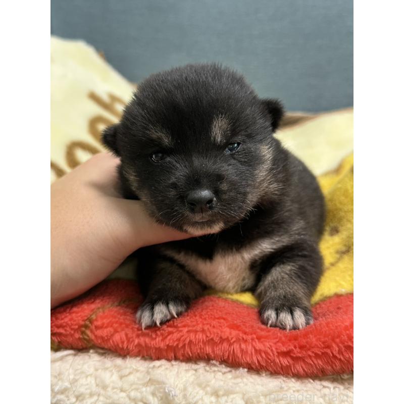 販売中の岡山県の豆柴-406197の6枚目