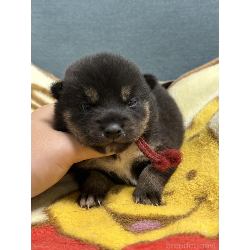 販売中の岡山県の豆柴-406198