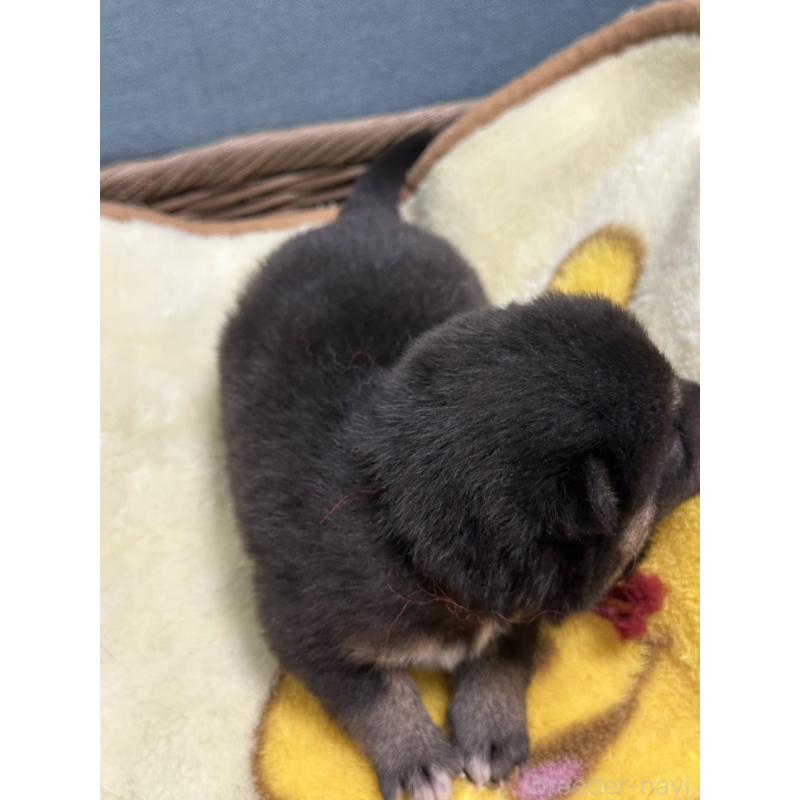 販売中の岡山県の豆柴-406198の6枚目