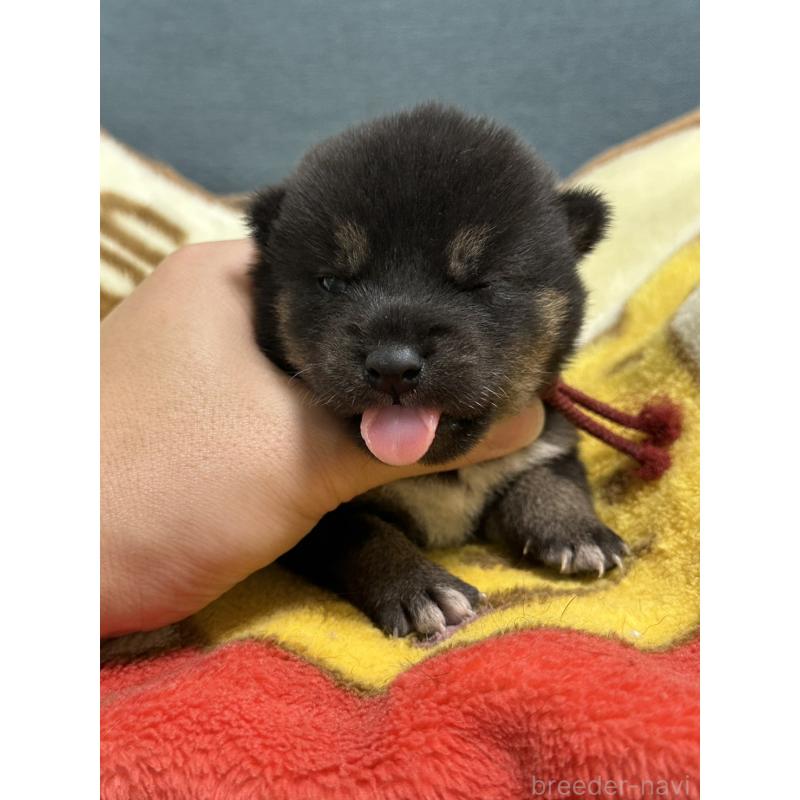 販売中の岡山県の豆柴-406198の3枚目
