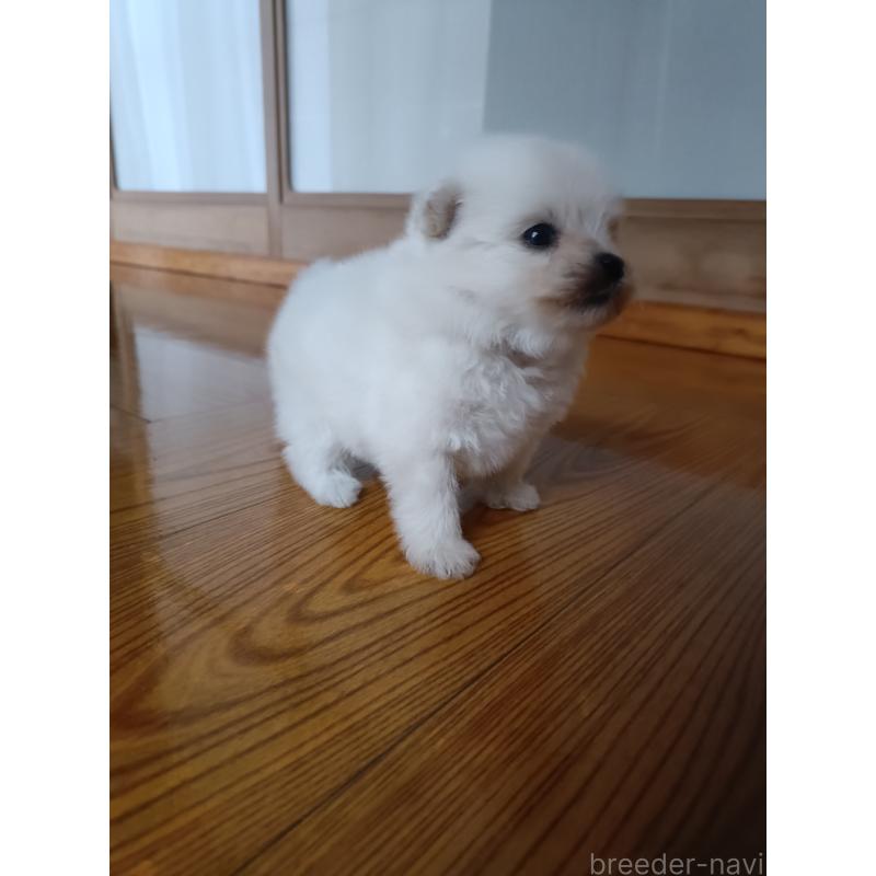 販売中の岩手県のミックス犬-406211の4枚目