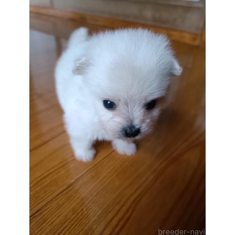 販売中の岩手県のミックス犬-406211の2枚目