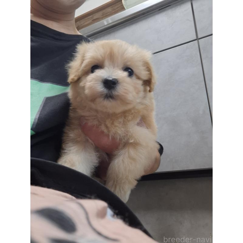 成約済の群馬県のマルプー:マルチーズ×トイプードル-403946の16枚目