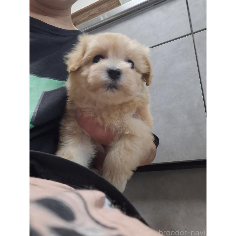 成約済の群馬県のマルプー:マルチーズ×トイプードル-403946の15枚目