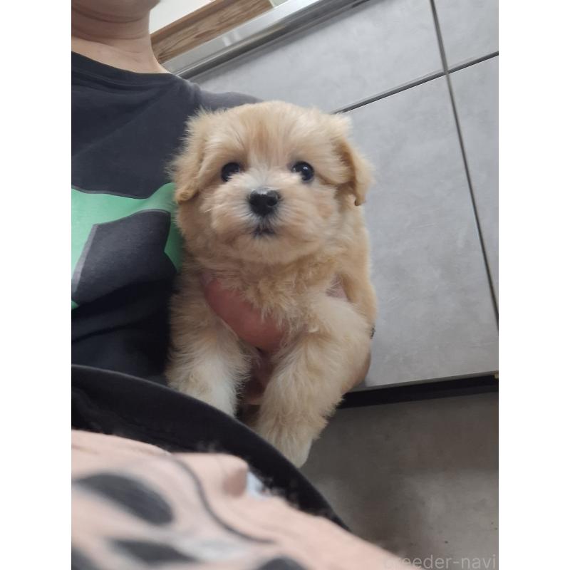 成約済の群馬県のマルプー:マルチーズ×トイプードル-403946の14枚目