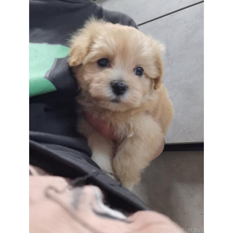 成約済の群馬県のマルプー:マルチーズ×トイプードル-403946の13枚目