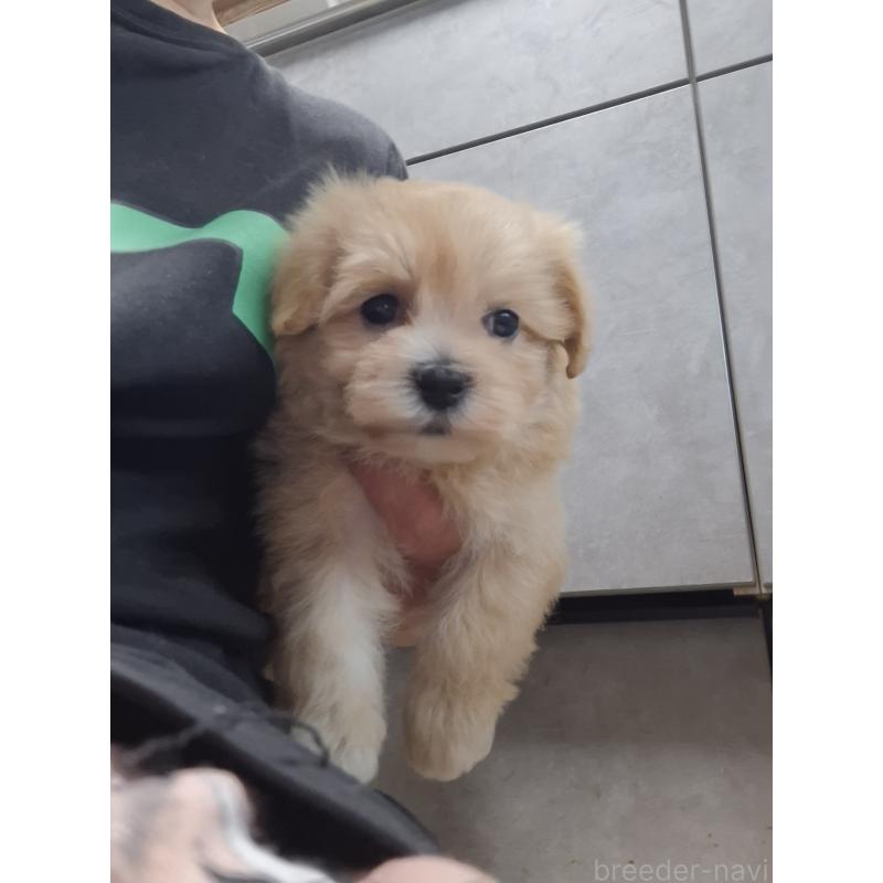 成約済の群馬県のマルプー:マルチーズ×トイプードル-403946の12枚目