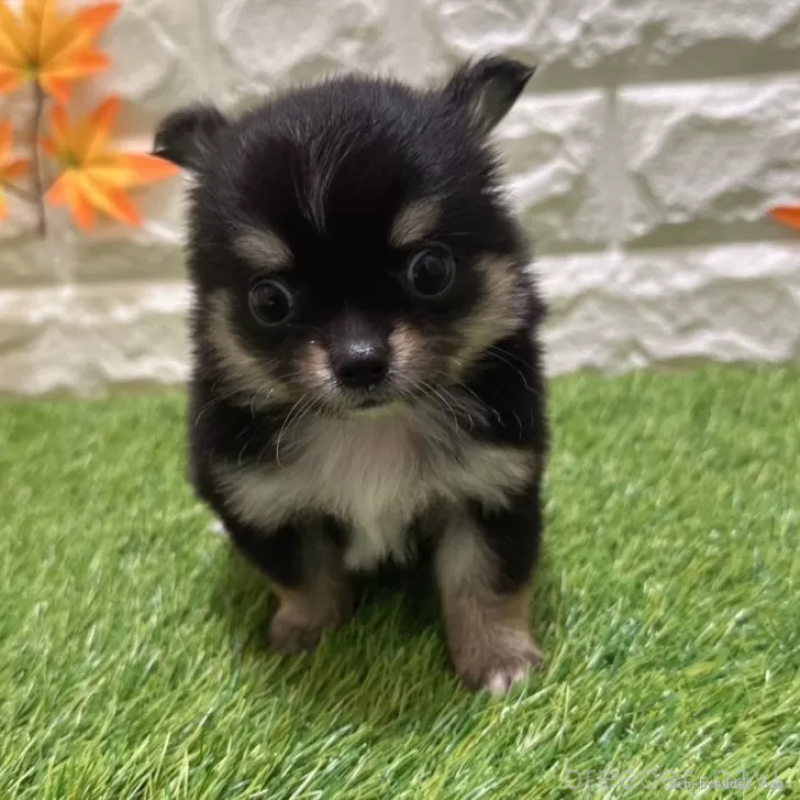 成約済の愛知県のチワワ(ロングコート)-403882の1枚目